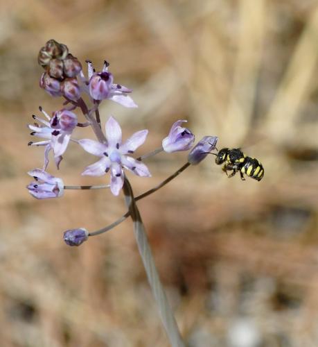 Réf. 240 495 : Anthidiellum sp.